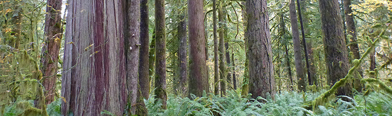 Natural Resources Forestry header image