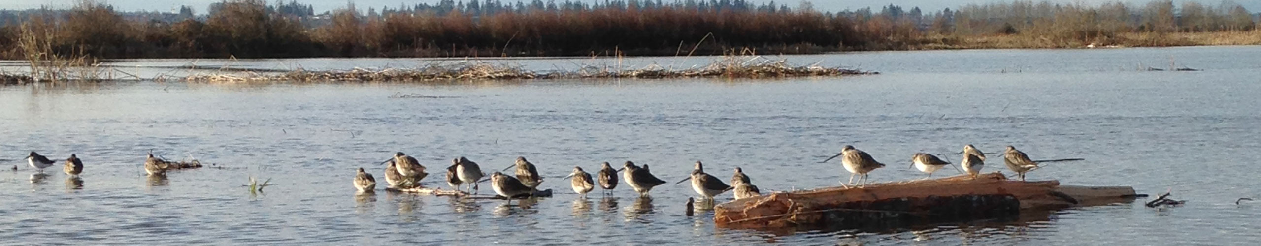 Tulalip Natural Resources Department close up image of shorebirds in nearby restored habitat