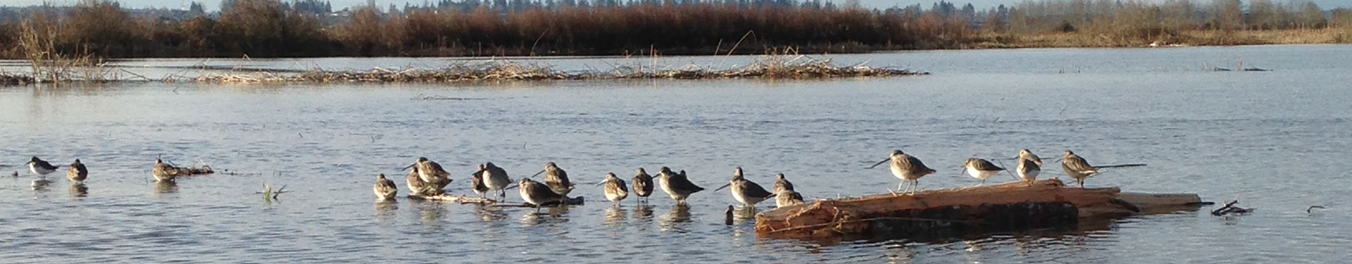 Tulalip Natural Resources Department close up image of shorebirds in nearby restored habitat