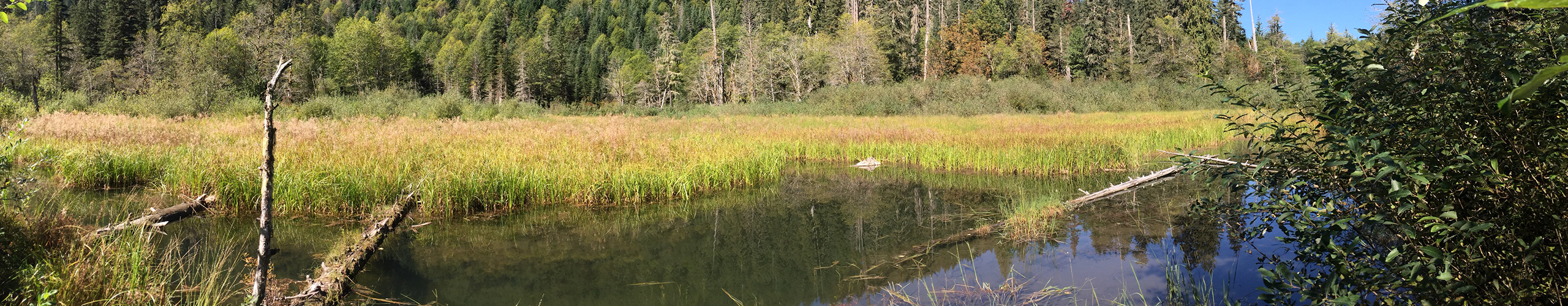 Tulalip Natural Resources Department image of the top of a beaver lodge in the wild