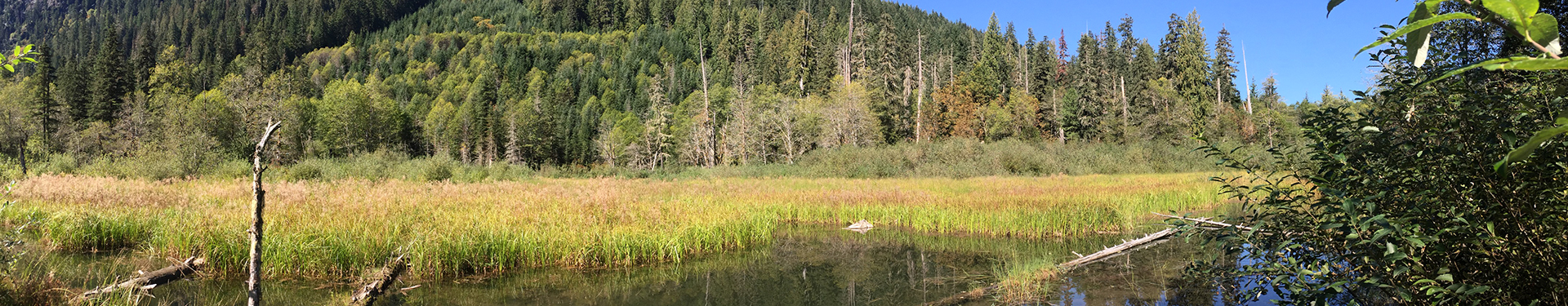 Tulalip Natural Resources Department image of the top of a beaver lodge in the wild