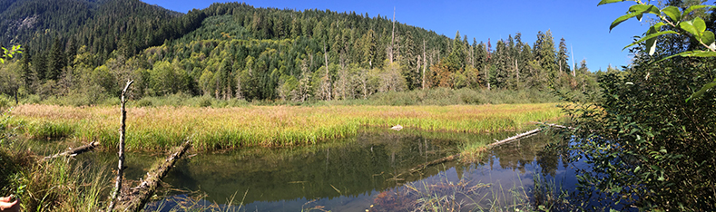 Tulalip Natural Resources Department image of the top of a beaver lodge in the wild