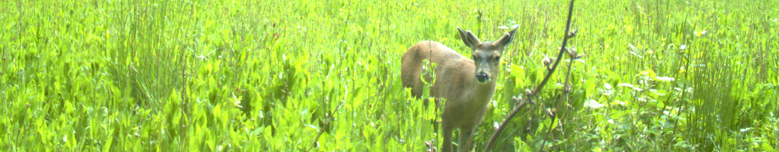 Tulalip Natural Resources Department image of deer in the wild