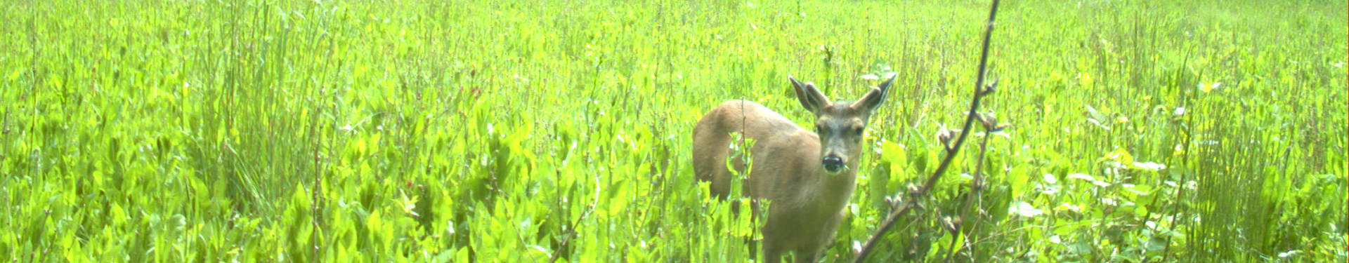 Tulalip Natural Resources Department image of deer in the wild