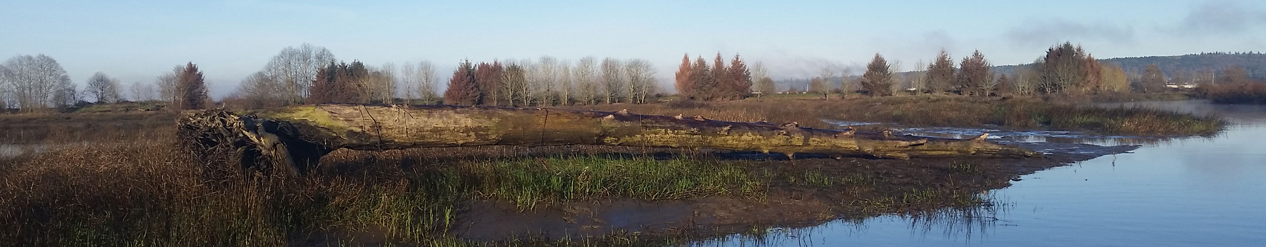 Tulalip Natural Resources Department close up image of shorebirds in nearby restored habitat