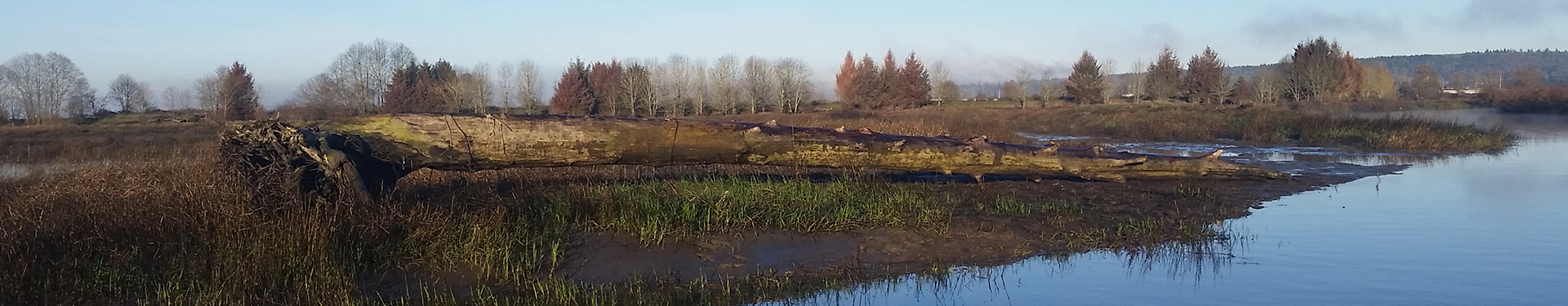 Tulalip Natural Resources Department close up image of shorebirds in nearby restored habitat