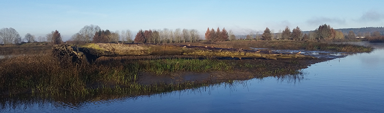 Tulalip Natural Resources Department close up image of shorebirds in nearby restored habitat