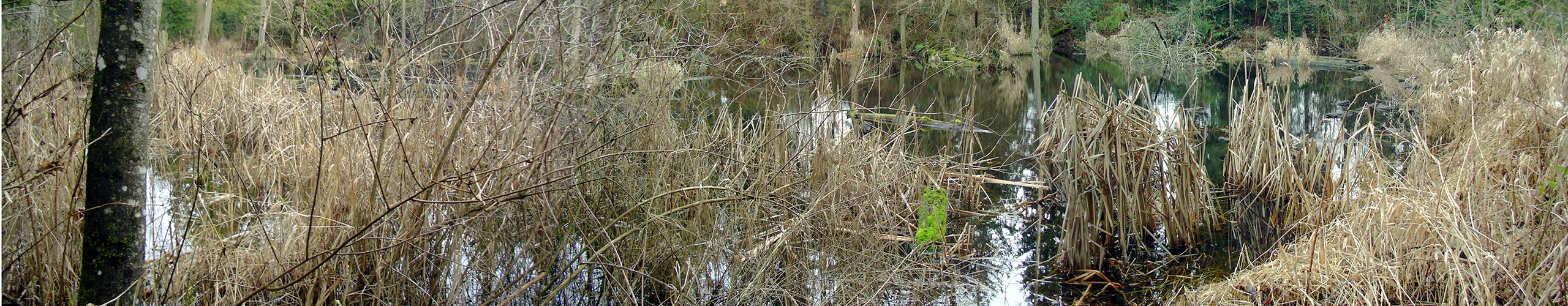 Tulalip Natural Resources Department image of wetland