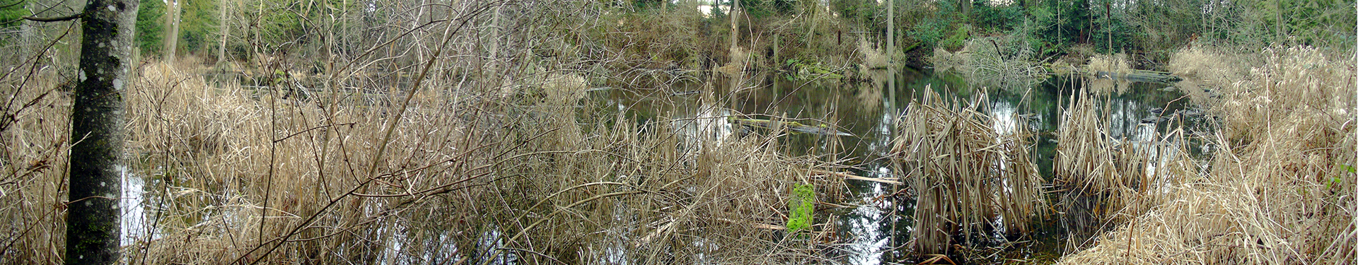 Tulalip Natural Resources Department image of wetland