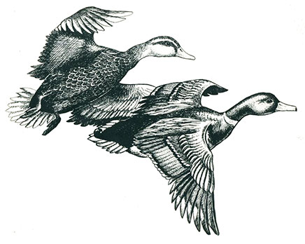 Tulalip Natural Resources Department Qwuloolt illustration of a mated pair of wild mallard duck