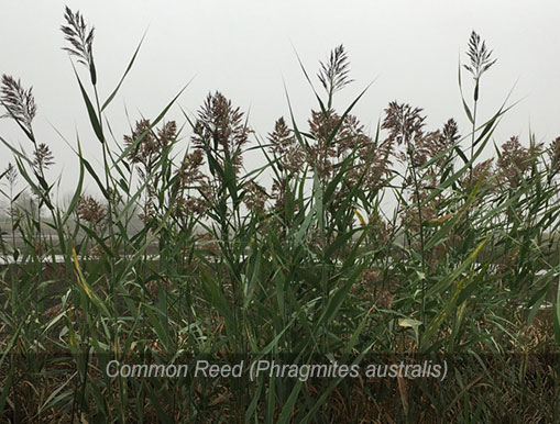 Tulalip Natural Resources Department Invasive Species gallery - Common reed.