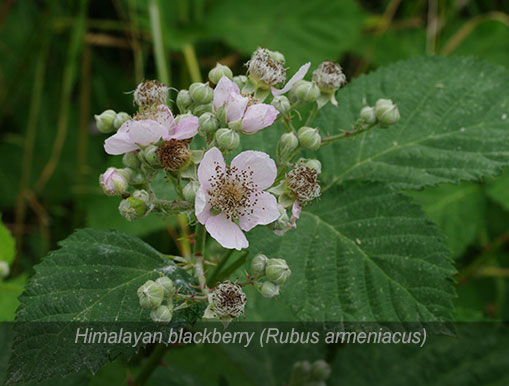 Tulalip Natural Resources Department Invasive Species gallery - Himalayan blackberry.