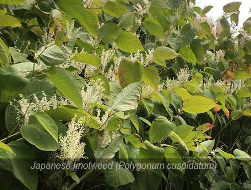 Tulalip Natural Resources Department Invasive Species gallery - Knotweed4.