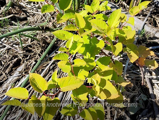 Tulalip Natural Resources Department Invasive Species gallery - Knotweed5.