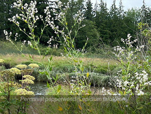 Tulalip Natural Resources Department Invasive Species gallery - Perennial pepperweed.