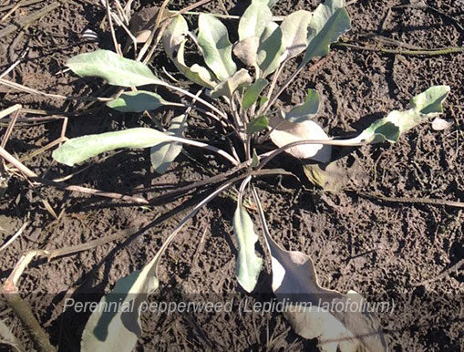 Tulalip Natural Resources Department Invasive Species gallery - Perennial pepperweed young.