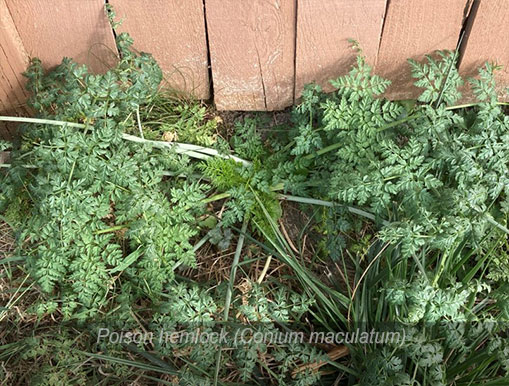 Tulalip Natural Resources Department Invasive Species gallery - Poison hemlock.