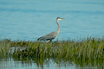 Natural Resources Martha Creek Restoration Project designed to restore natural fluvial processes on a coastal stream