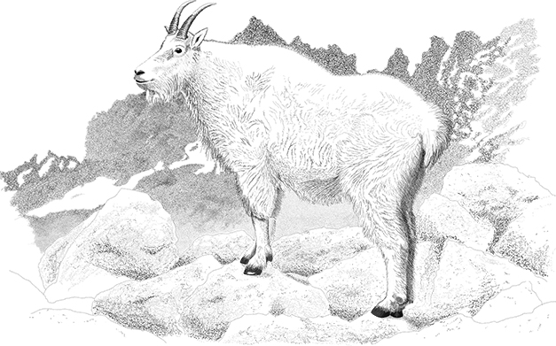 Mountain goats are a symbol of the Pacific Northwest alpine wilderness and have always been prominent in Tulalip tribal culture.