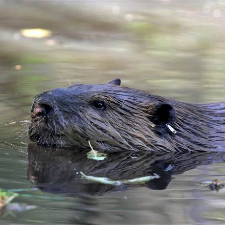 Tulalip Tribes Natural Resources Department news link to Beavers are Great for the Environment, as Neighbors, Not so Much with image of beaver head