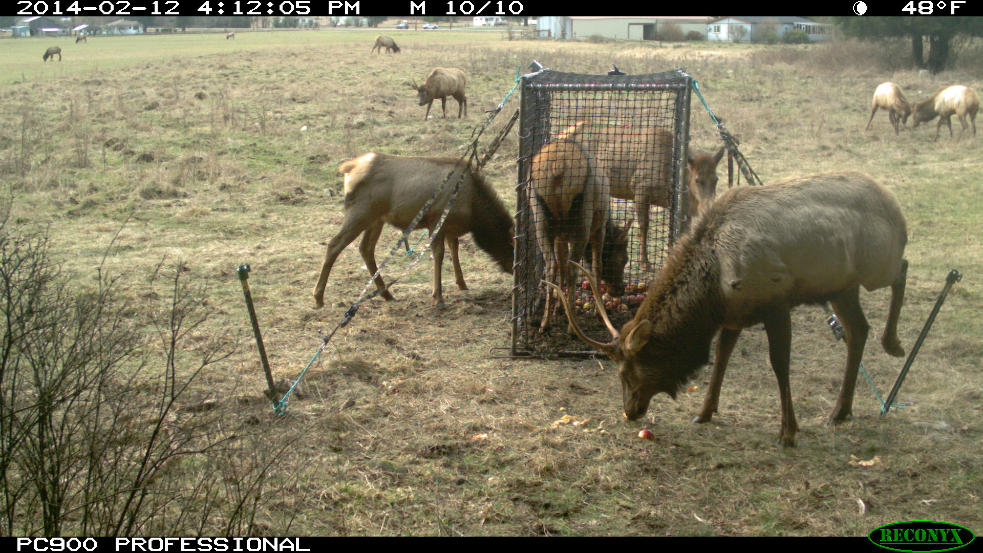 Tulalip Tribes Natural Resources Department news link to Treaty Tribes Speak Up Against Politics in Elk Management with image of elk at feeder