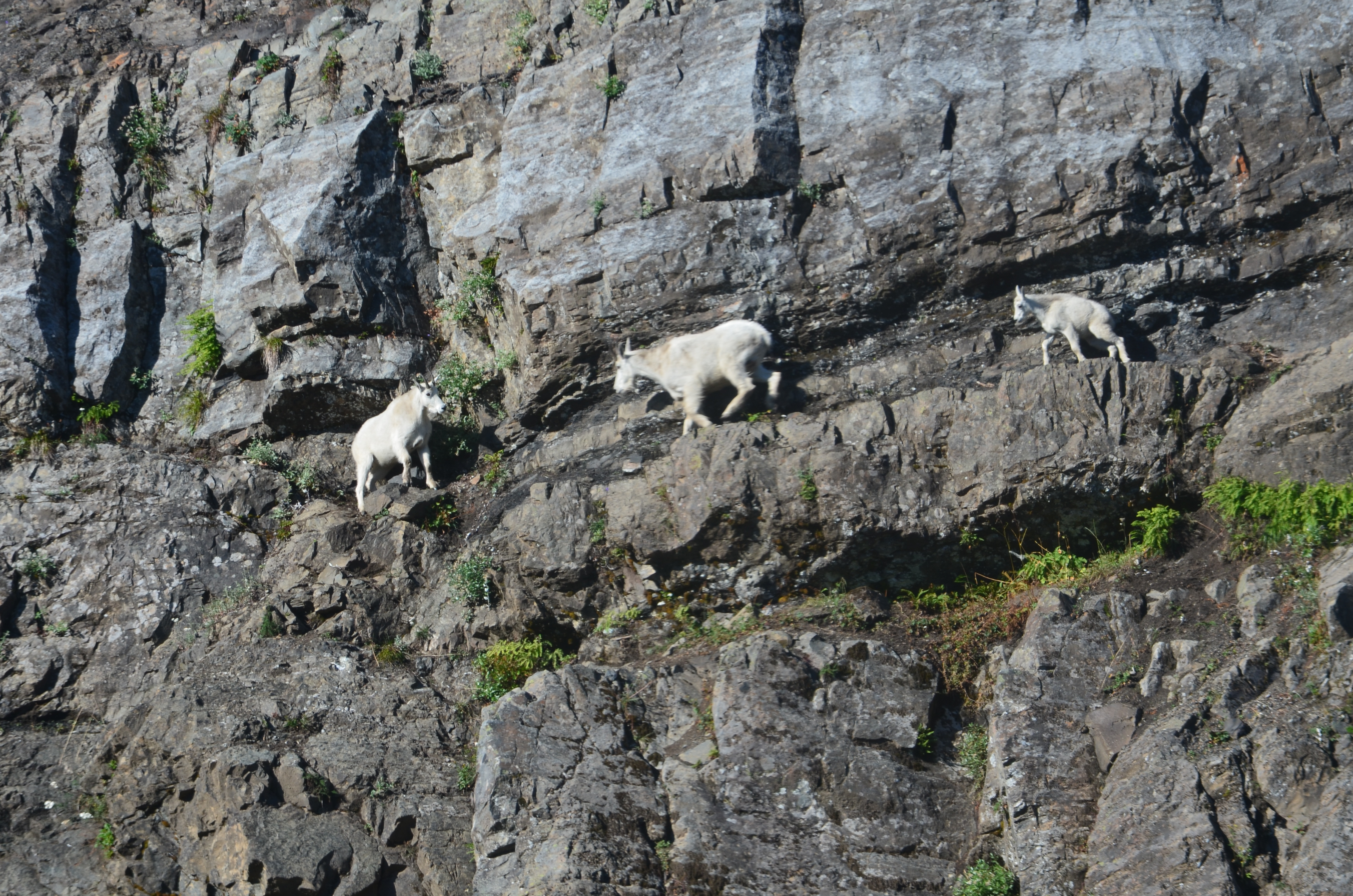 Tulalip Tribes Natural Resources Department news link to North Cascades Mountain Goats Threatened by Climate Change with image of mountain goats on cliff face of mountain