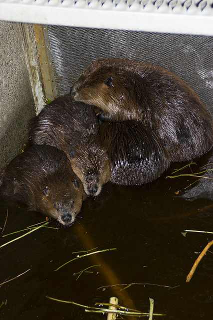 Tulalip Tribes Natural Resources Department news link to Beavers Relocated to Improve Salmon Habitat with beavers in temporary cage