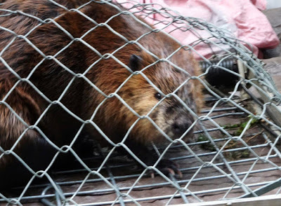 Tulalip Tribes Natural Resources Department news link to New Home and New Mate in Beatrix the Beaver’s Future with image of beaver in fencing