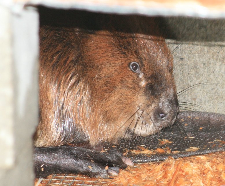 Tulalip Tribes Natural Resources Department news link to Beatrix the Beaver Trapped and Waiting for Love in New Home with image of beaver in captivity