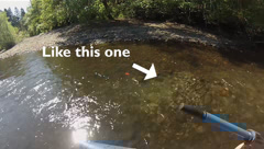 Nisqually Steelhead Surveys