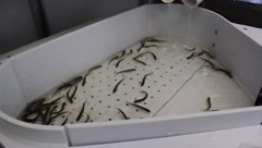Northwest Indian Fisheries Commission Tagging Trailer