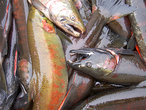 The Tulalip Tribes manage fisheries for salmon and steelhead as well as many species of marine fish and shellfish