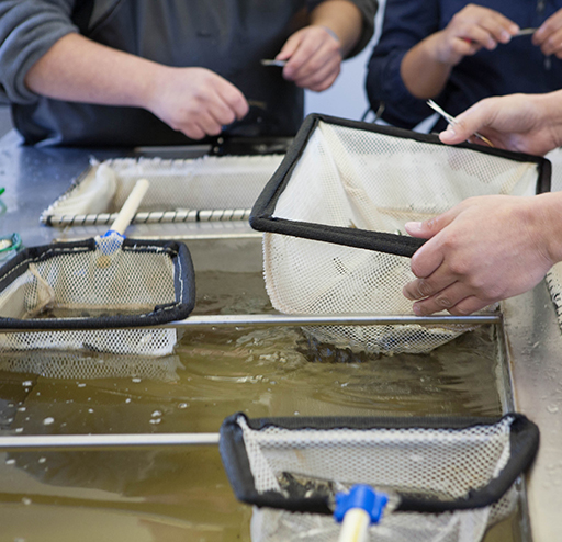 Tulalip Stock Assessment Laboratory (TSAL) is to collect and analyze stock assessment samples and data