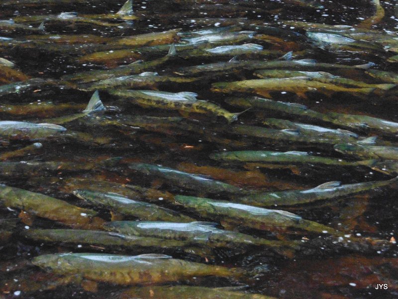 Tulalip Tribes vision is the restoration of wild salmon production to levels that will support fishing needs