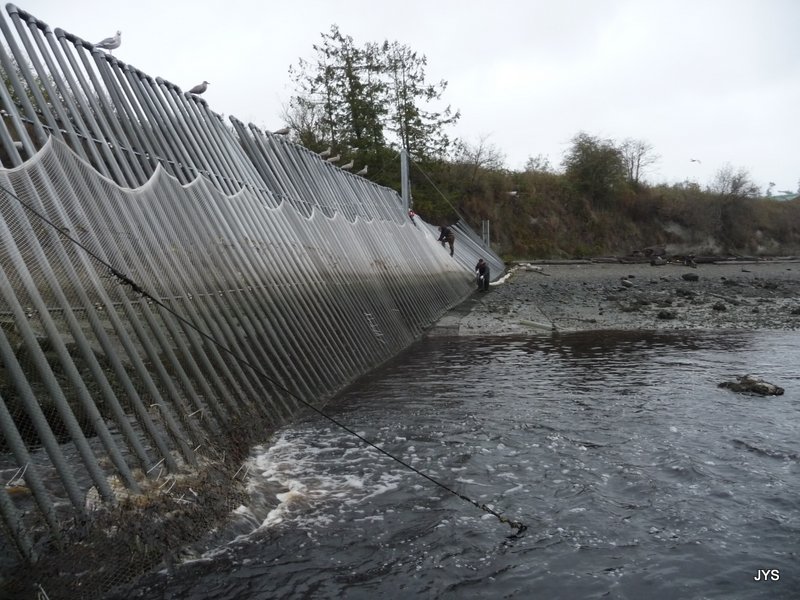 Salmon Hatchery netting strapped to a metal barrier, spanning the river with seagulls resting on top
