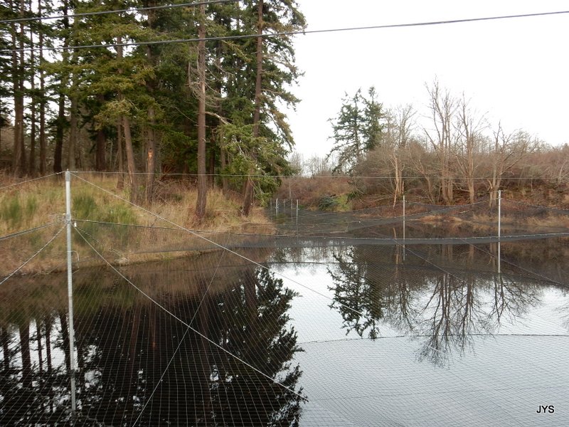 Salmon hatchery netting strung over a large area of salmon pens - the water is calm and reflective of the surrounding trees