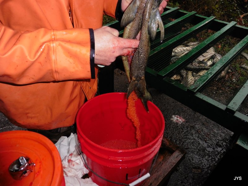 A man stands near a red bucket, holding a salmon over it, removing the roe sack from the cavity of the salmon