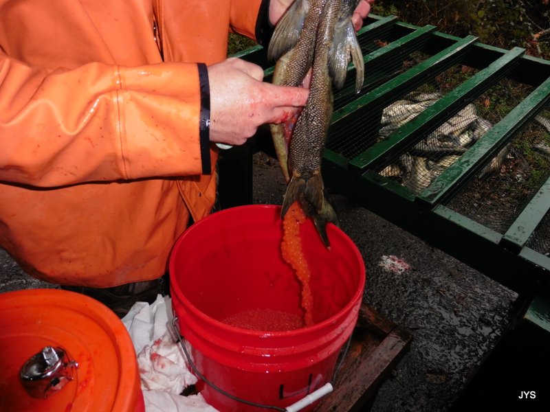 Salmon hatchery gallery image 2