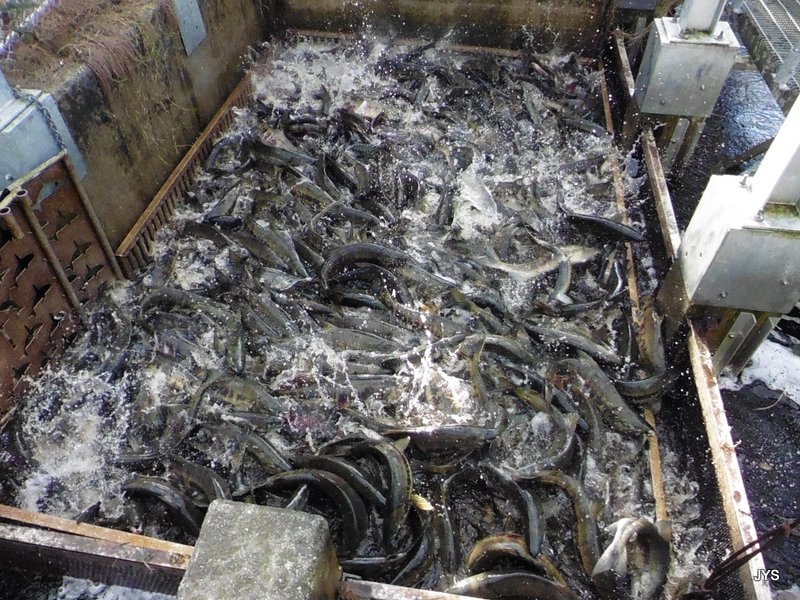 At the salmon hatchery, a view of a containment structure shows hundreds of live salmon being prepped for transfer