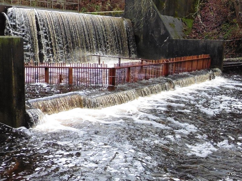 View at the Bernie Kai-Kai Gobin Hatchery of the complex salmon ladder system