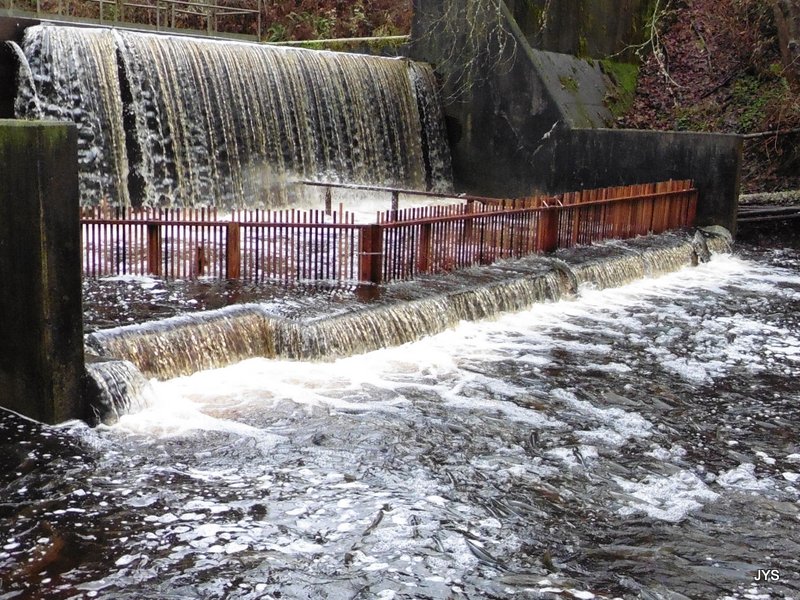 Salmon hatchery gallery image 5