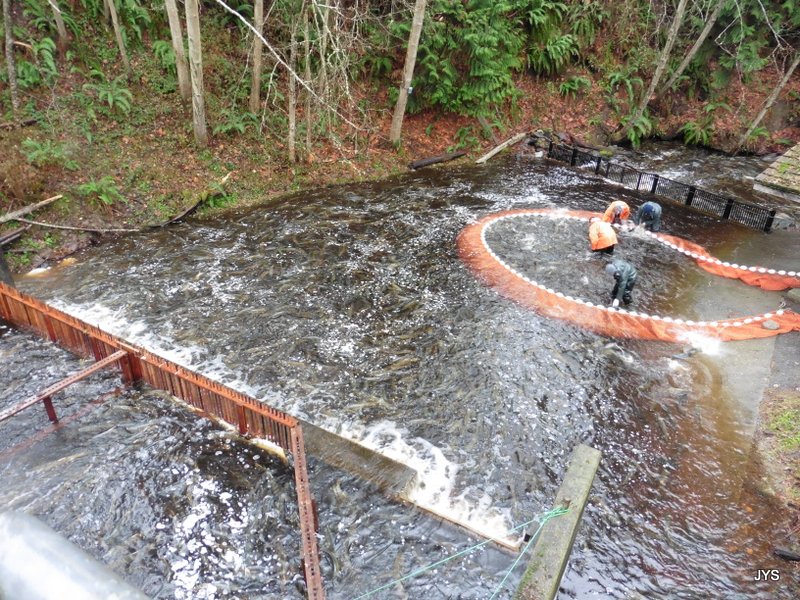 People carefully gather salmon below the salmon ladder in large nets at the Bernie Kai-Kai Gobin Salmon Hatchery 