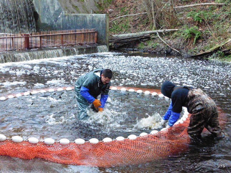 Two men in waders, corral salmon with collection nets at Bernie Kai-Kai Gobin Salmon Hatchery below the ladder