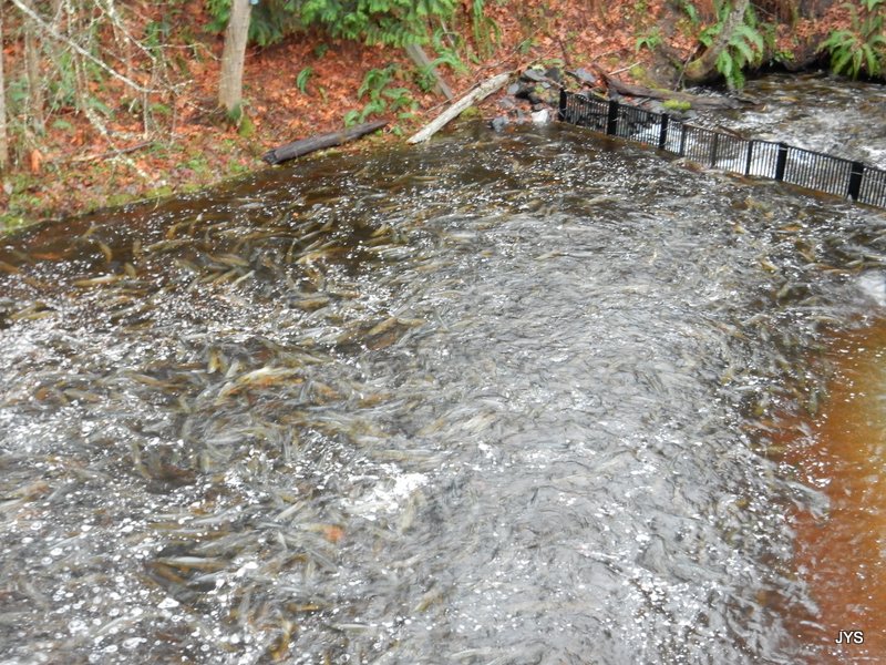 Thousands of salmon surge upstream, traversing the Bernie Kai-Kai Gobin Salmon Hatchery ladder 