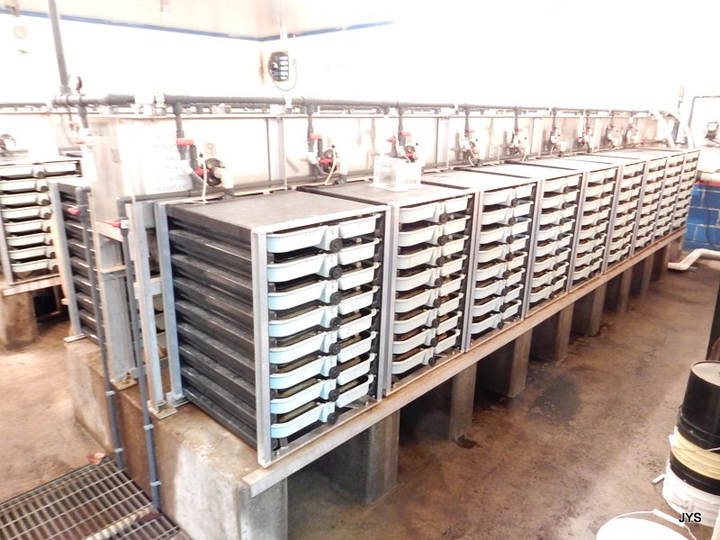 Bernie Kai-Kai Gobin Salmon Hatchery has hundreds of fish incubators holding gathered salmon eggs