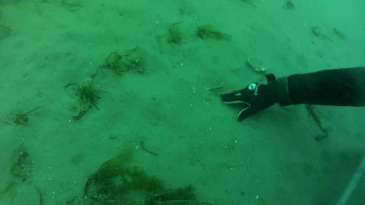 With the vividly green hue like an overlay of an underwater scene, a man's hand digs into the sand to find Pacific geoduck