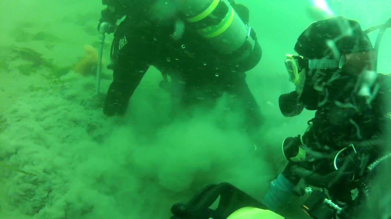 An underwater scene with a vividly green hue, two divers harvest Pacific geoducks, using a hand tool to dig and catch the fast clam