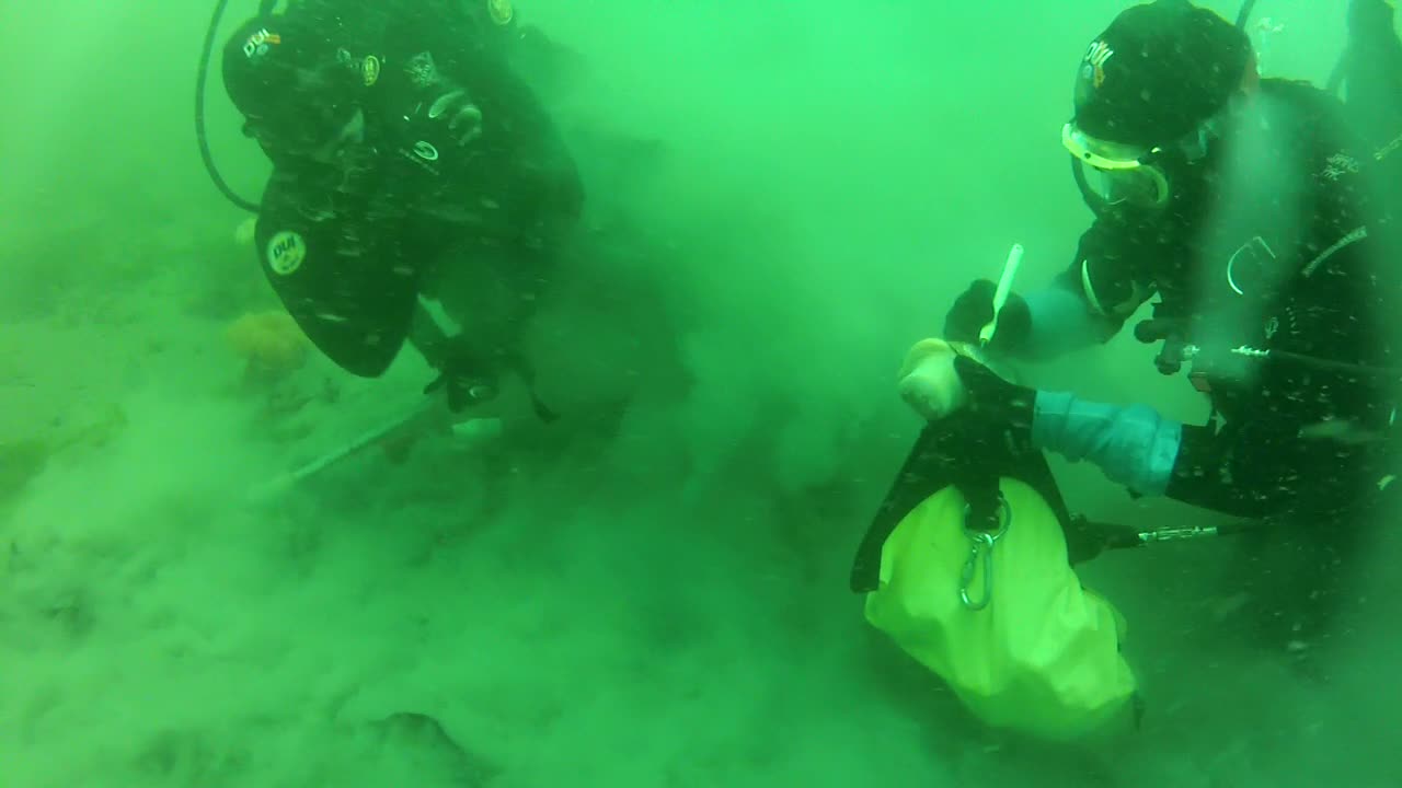 In an underwater scene with a vividly green hue, a diver marks a just harvested Pacific Geoduck to place in his bag that the other diver handed to him