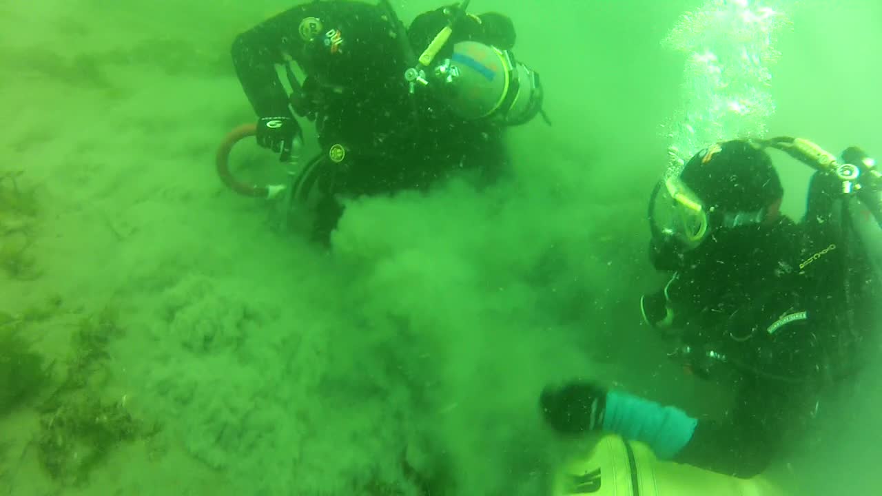 In waters with a greenish hue, two divers work together to harvest Pacific Geoducks to track and study for Natural Resources