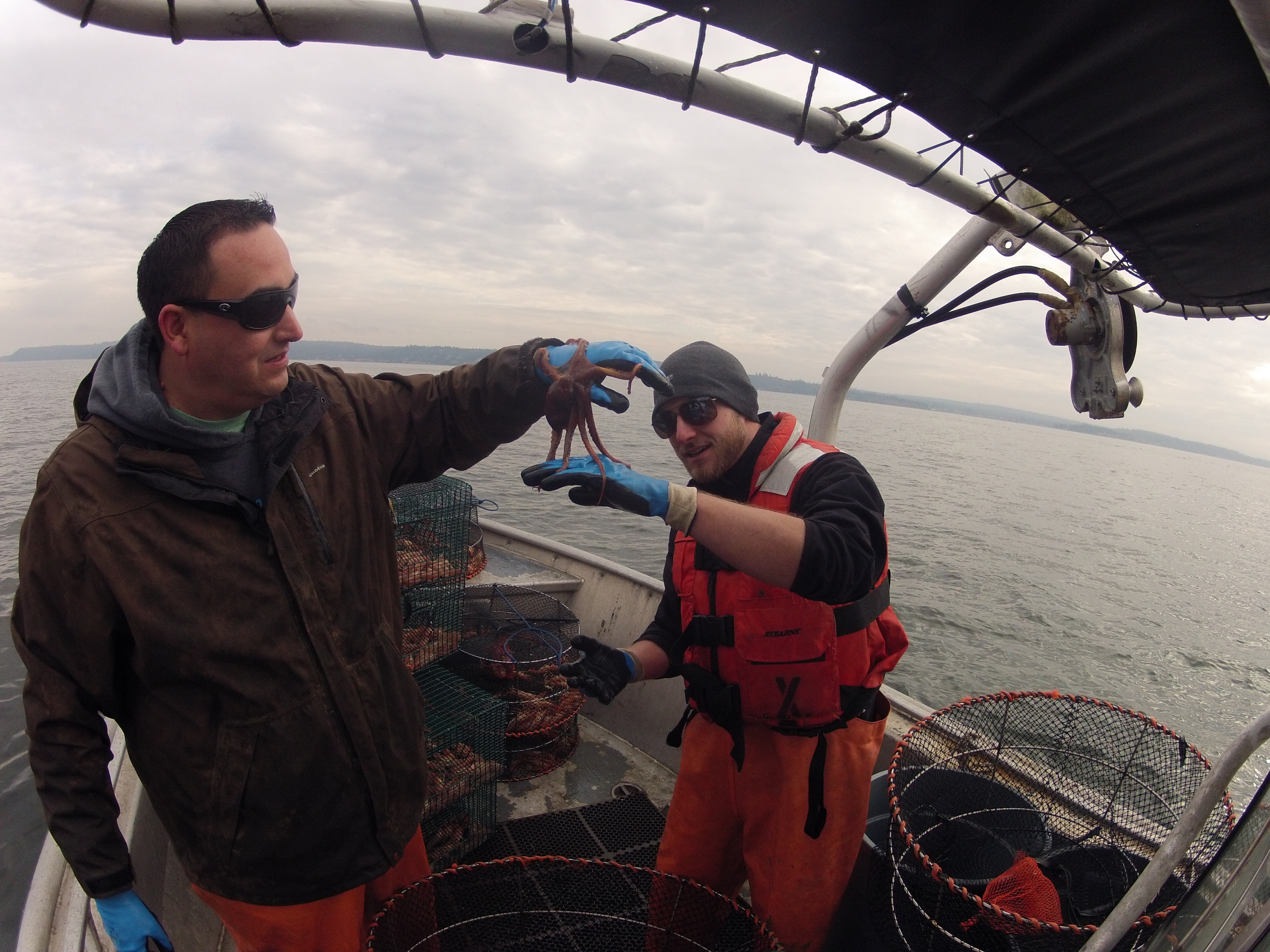 On a boat, under grey skies, a small octopus clings to a man's hand as he gently holds it over a second man's hand so it can explore his glove's surface